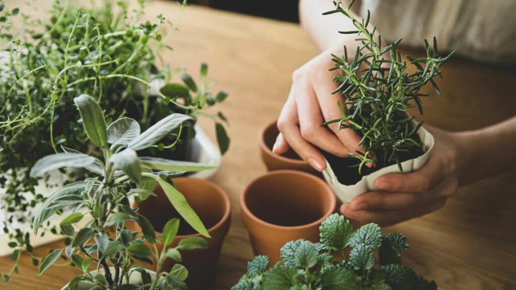 wish garden herbs