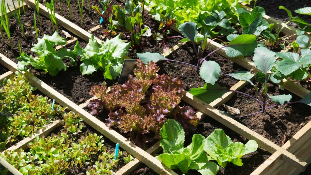 vegetable gardening ideas