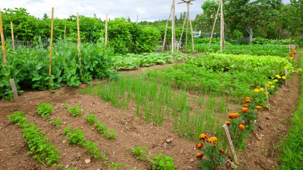 vegetable gardening books