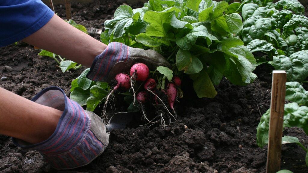 indoor vegetable gardening