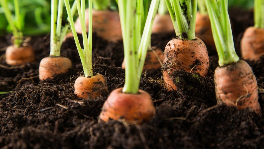 vegetable gardening pest control